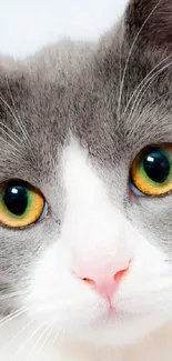 Close-up of a gray and white cat with bright, captivating eyes.