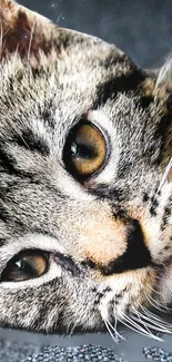 Close-up of a cute tabby cat with expressive eyes.