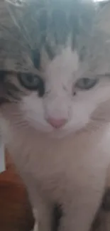 Cute fluffy cat close-up portrait with soft fur.