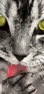 Close-up image of a cat licking its paw with vibrant eyes.