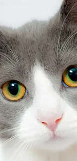 Close-up of a cute gray cat with green eyes, perfect for mobile wallpaper.