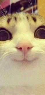 Adorable close-up of a smiling cat with large eyes and a curious expression.