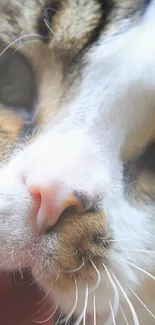 Close-up of cute cat face with soft white fur and pink nose.