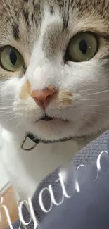 Close-up of a cute cat with green eyes and a soft, grayish fur pattern.