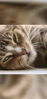 Close-up of a relaxed cat resting.