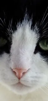 Close-up of a black and white cat with striking green eyes.