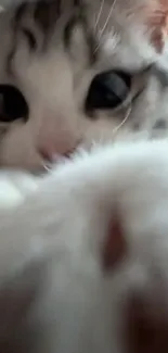 Close-up of an adorable cat with large eyes.