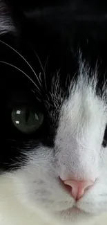 Close-up of a cat with black fur and vibrant green eyes.