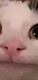 Close-up of a cute white cat's face with big curious eyes.