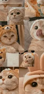 Collage of a cute cat wearing various hats.