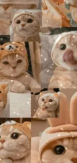 Cute cats in animal hats collage wallpaper for mobile.