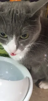 Gray and white cat drinking water from a bowl, perfect for wallpaper.