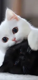 Cute white and black kittens snuggling.