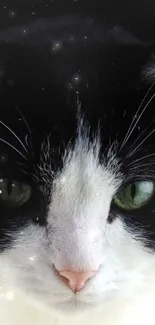 Close-up of a cat's intense green eyes on a black background.