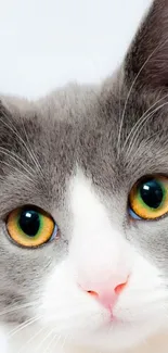 Close-up of cute gray and white cat with striking yellow eyes.