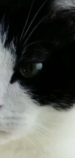 Close-up of a black and white cat with green eyes.