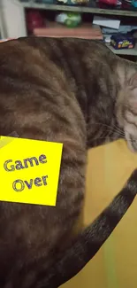 Sleeping cat with Game Over note on back.