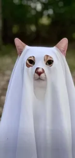 Cat dressed as a ghost in a forest setting