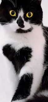 Black and white cat with heart pattern fur looking curious.