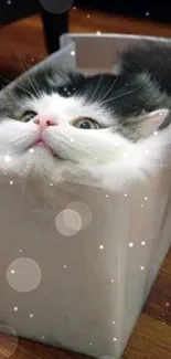 Black and white cat squeezed into a transparent box on wooden floor.