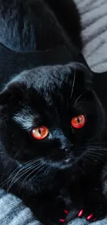 Adorable black cat in bat costume with red eyes on gray background.