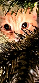 Ginger cat peeking through Christmas tree branches.