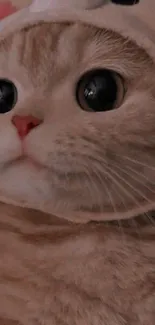 Close-up of a cute cat wearing a cozy beige hat.