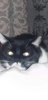 Black and white cat on elegant white bedding with gray patterned curtains.