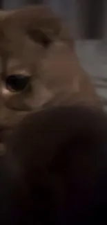 Close-up of a cute brown kitten looking curious.