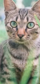 Striped cat with green eyes in lush greenery background.