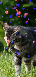 Tabby cat in meadow with colorful hearts overlay.