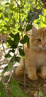 Adorable fluffy kitten surrounded by green leaves outdoors.