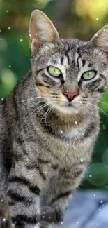 A tabby cat with green eyes sits amid a bokeh background.