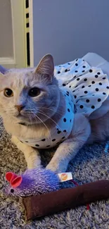 Cute cat in a polka dot dress with playful toy on a carpeted floor.