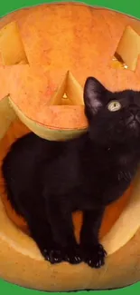 Black kitten inside a carved pumpkin on green background.