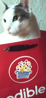 White cat sitting in a red gift bag with colorful decoration.