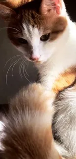 Ginger and white cat basking in sunlight, perfect wallpaper.