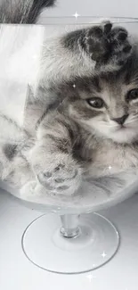 Cute gray kitten curled in a wine glass, playful and adorable.