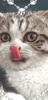 Cute tabby kitten licking nose with jewels.