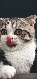 Cute cat licking its nose adorably.