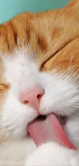 Close-up of orange cat licking its paw with eyes closed.