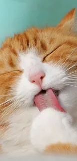 Fluffy ginger cat licking its paw adorably.