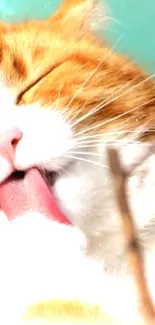 Cute cat licking paw with orange fur against a vibrant background.