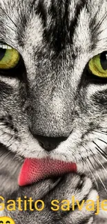 Close-up of a cute gray tabby cat licking its paw with yellow eyes.