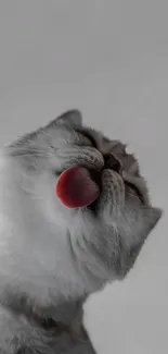 Gray cat licking with pink tongue exposed against soft background.