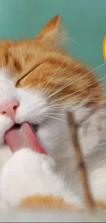 Orange and white cat licking its paw with a cute emoji.