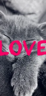 Gray cat sleeping with pink "LOVE" text overlay.