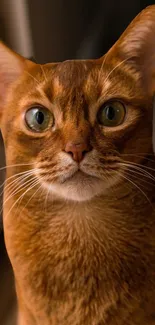 Adorable brown cat with large eyes.