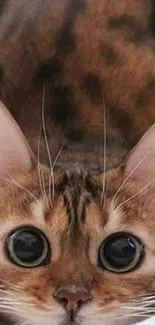 Close-up of a cute, wide-eyed cat with brown striped fur.