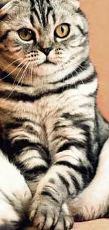 Scottish Fold cat sitting on a beige background.